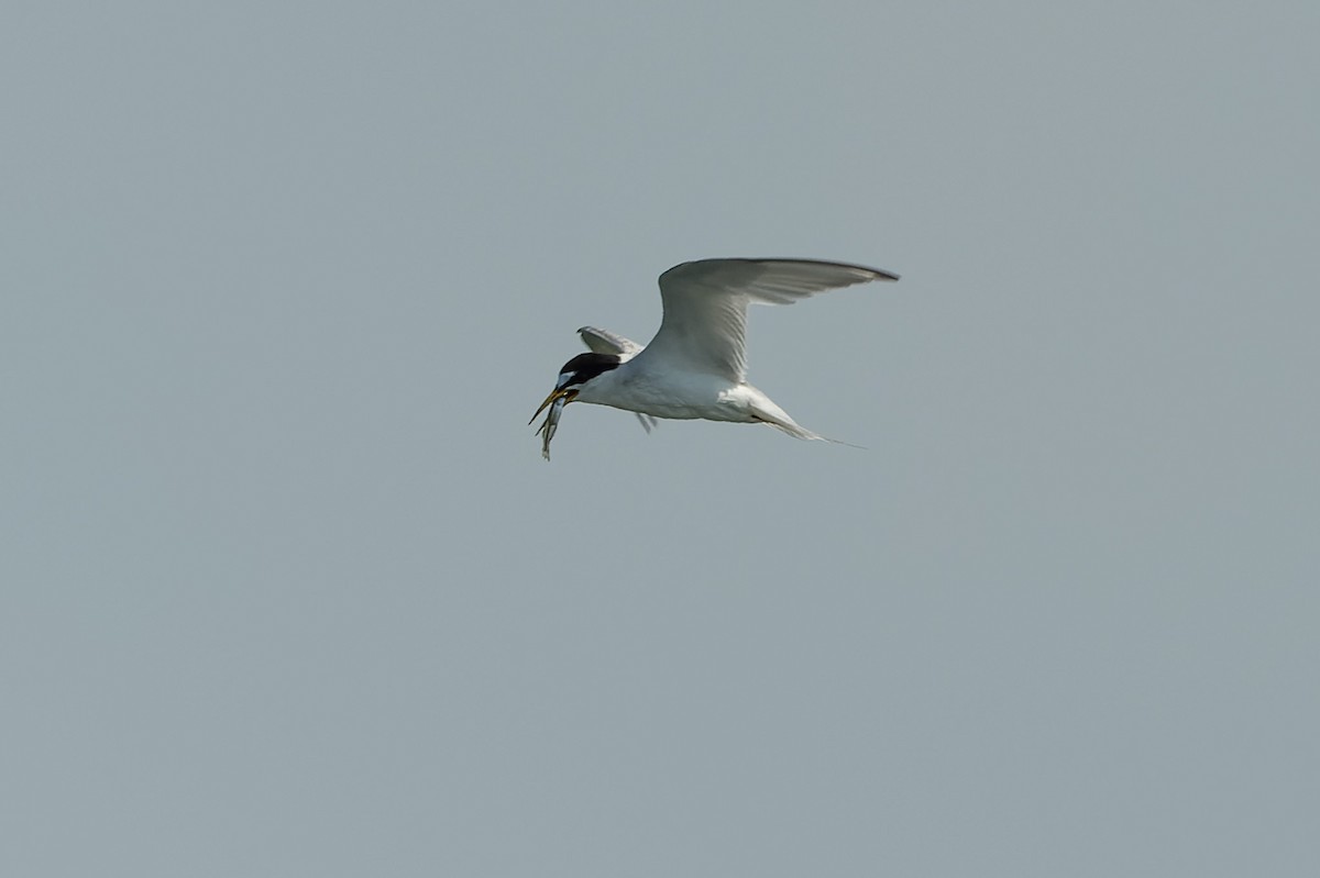 Least Tern - ML621272564