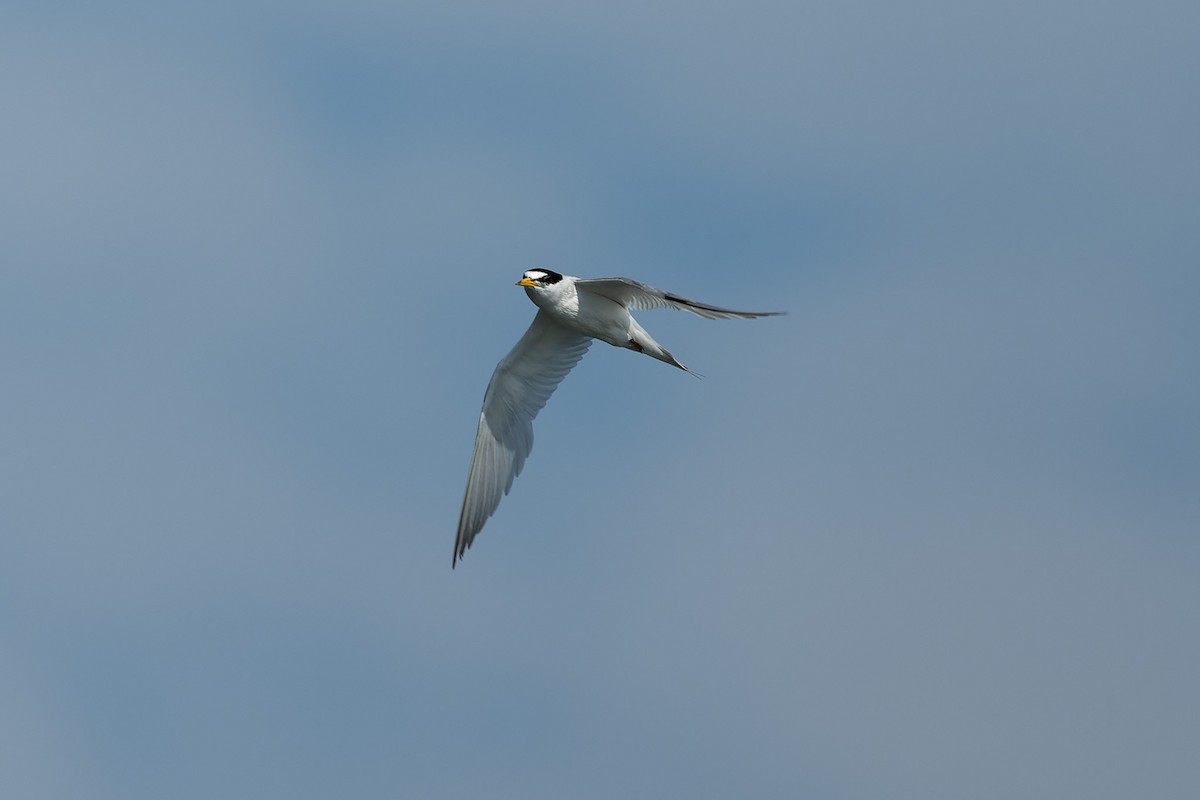 Least Tern - ML621272568