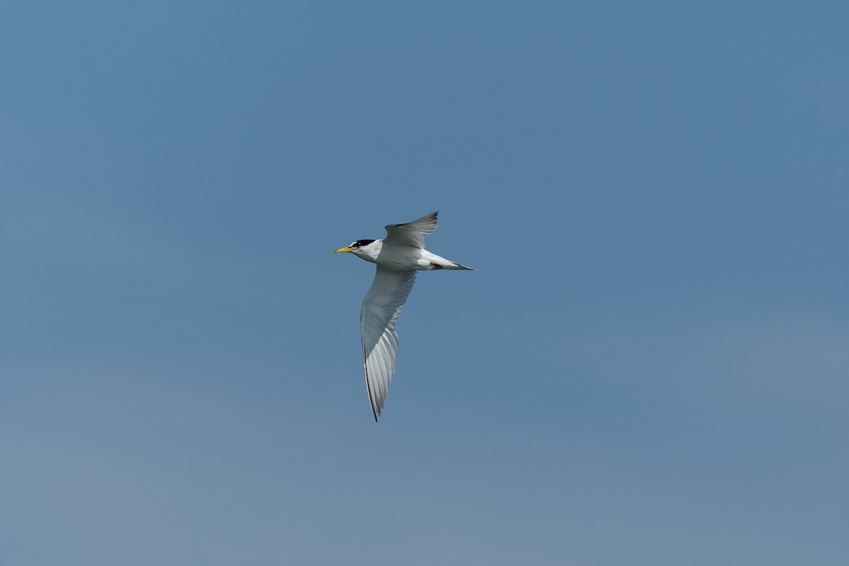 Least Tern - ML621272569