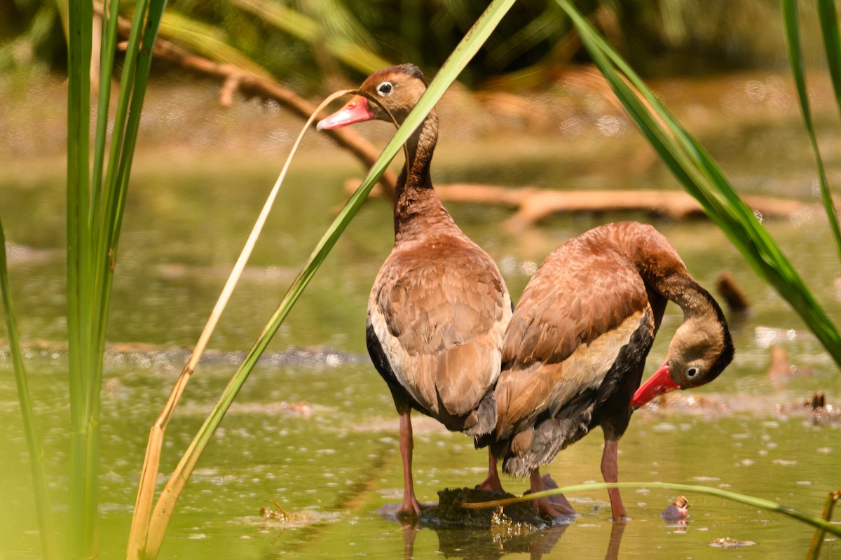 Black-bellied Whistling-Duck - Christine Kozlosky