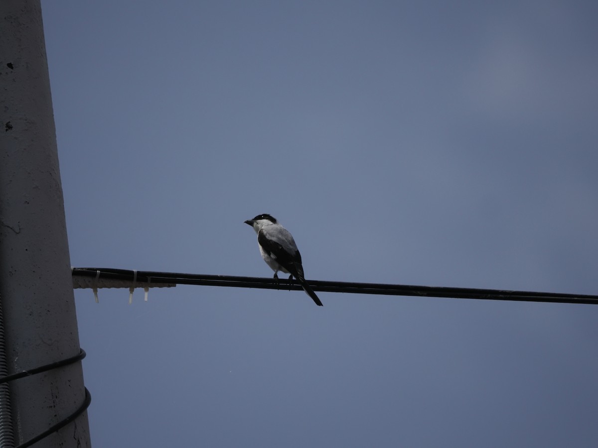 Lesser Gray Shrike - Colin Smith