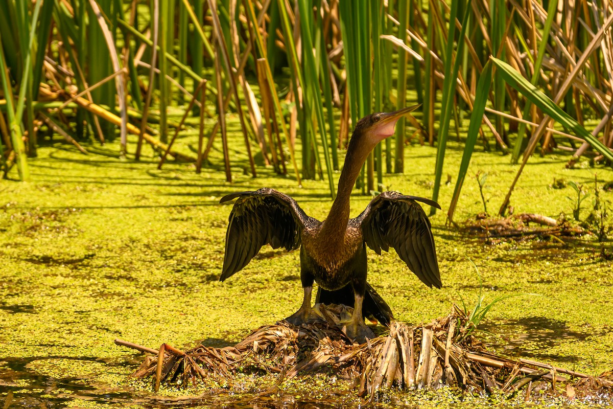 Anhinga d'Amérique - ML621272636