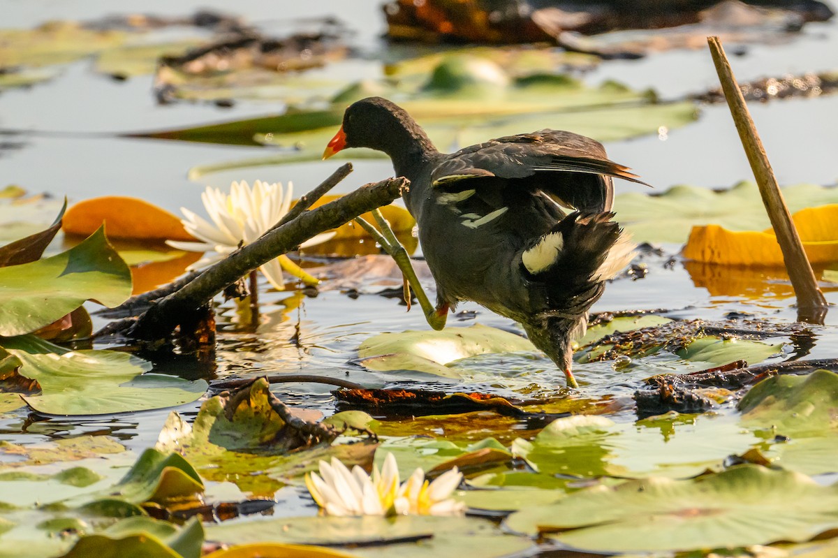 Common Gallinule - ML621272678