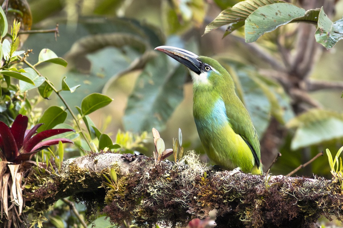 Blue-banded Toucanet - ML621272790