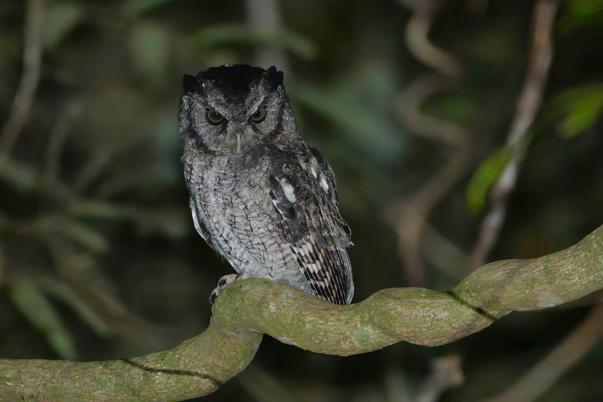 Black-capped Screech-Owl - ML621272810