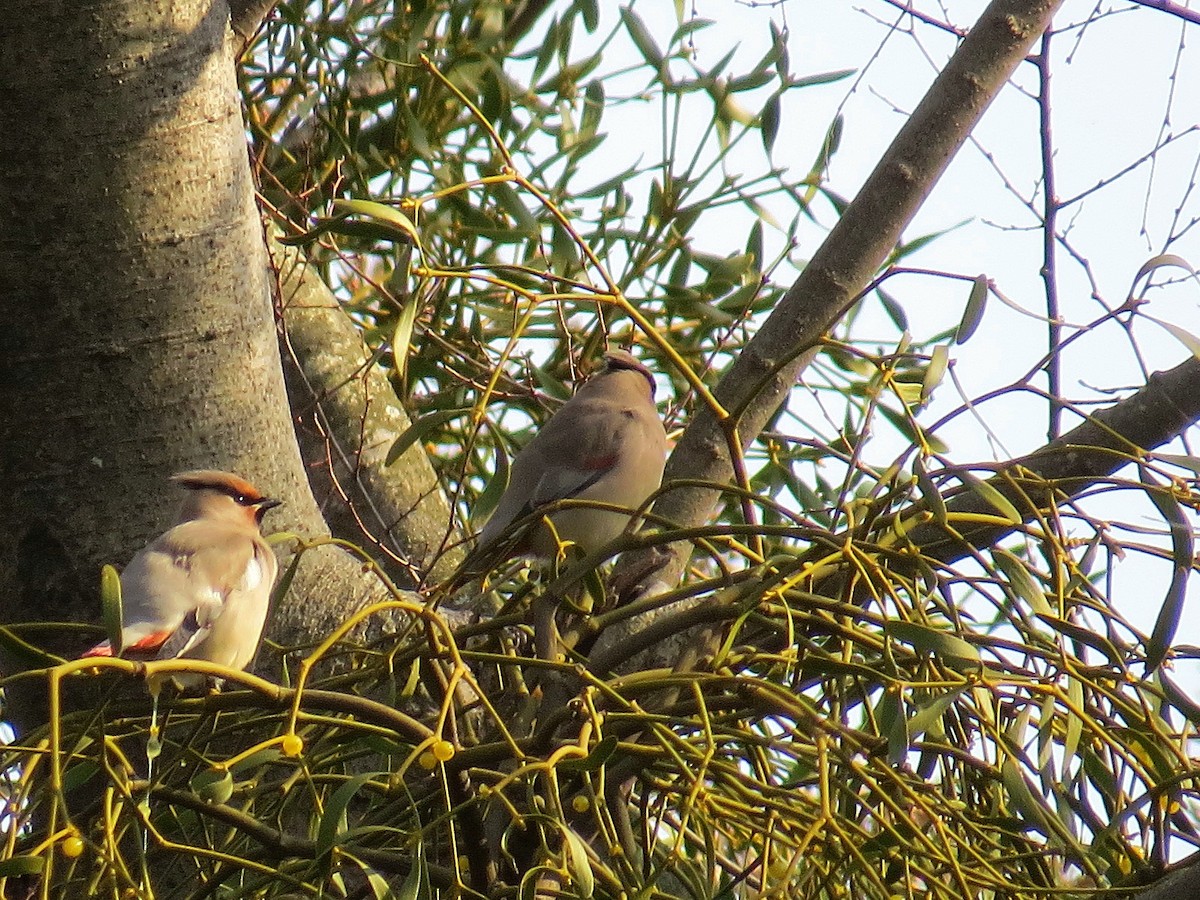 Japanese Waxwing - ML621272891