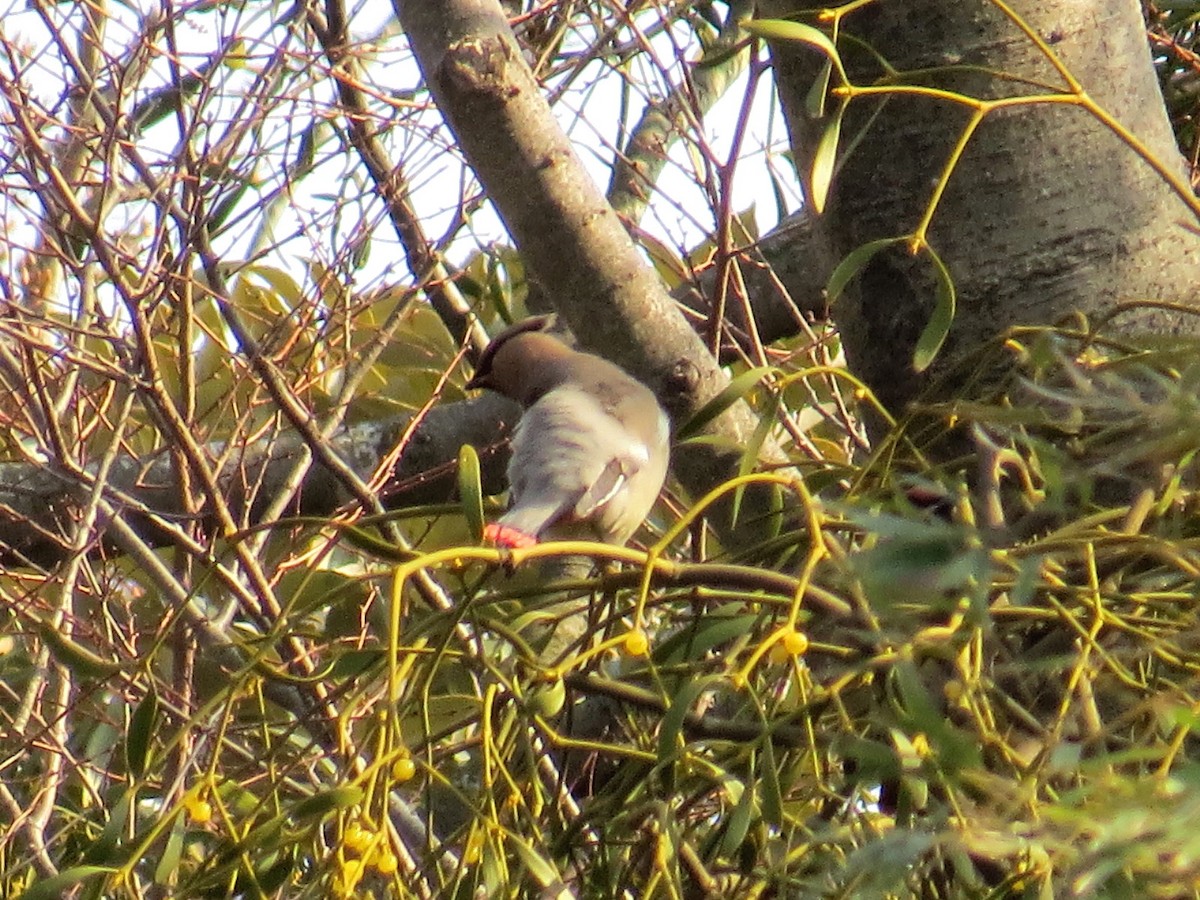 Japanese Waxwing - ML621272900