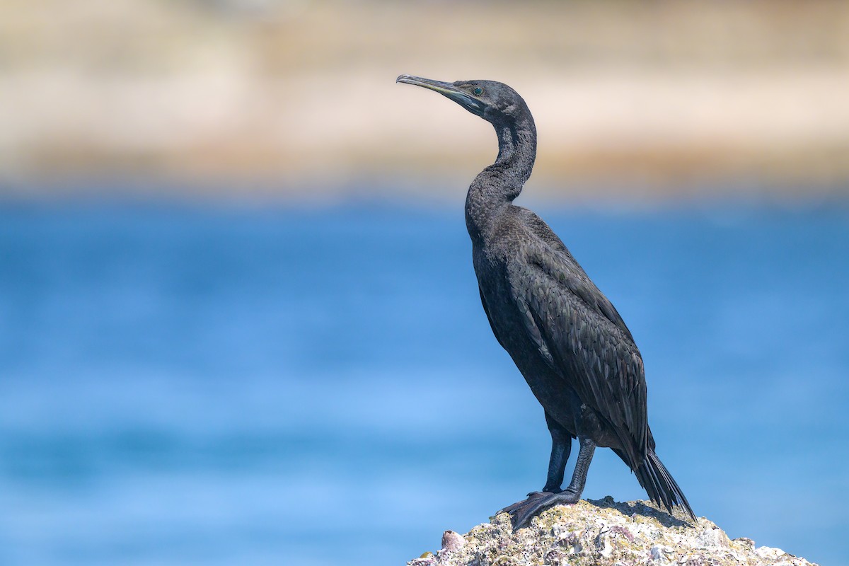 Socotra Cormorant - ML621273065