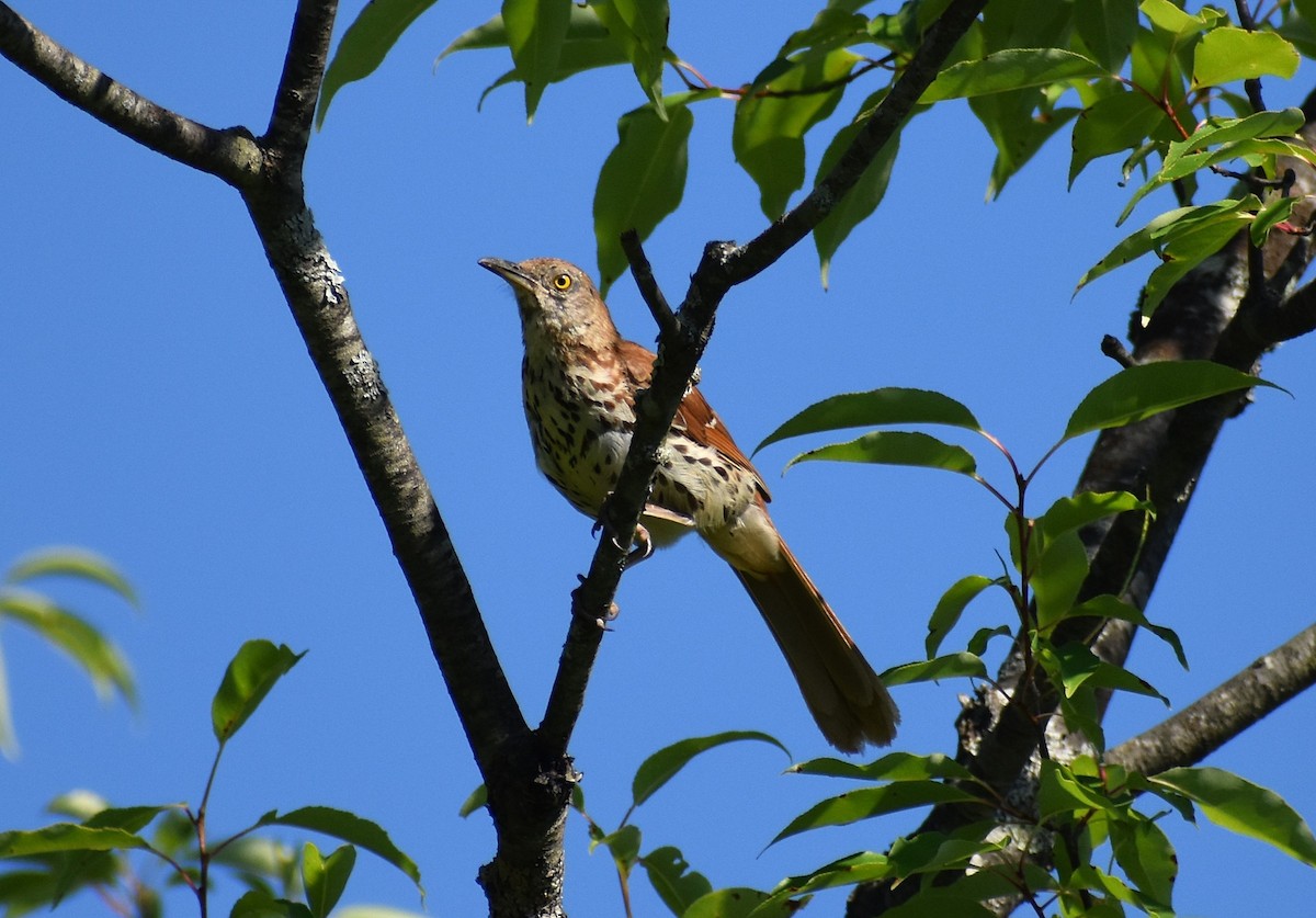 Brown Thrasher - ML621273082