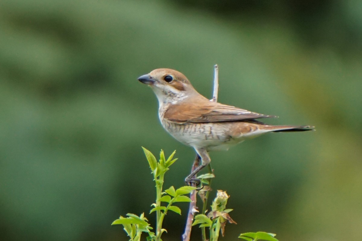 Red-backed Shrike - ML621273301