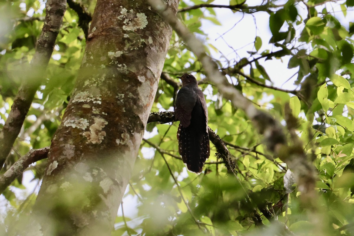 Dusky Long-tailed Cuckoo - ML621273413