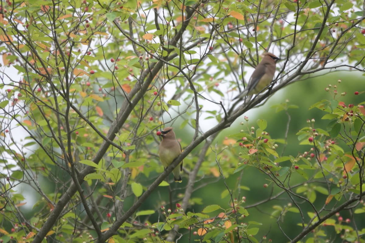 Cedar Waxwing - ML621273536