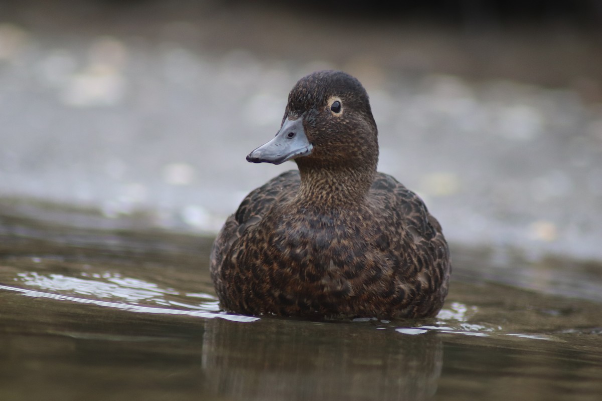 Brown Teal - ML621273581