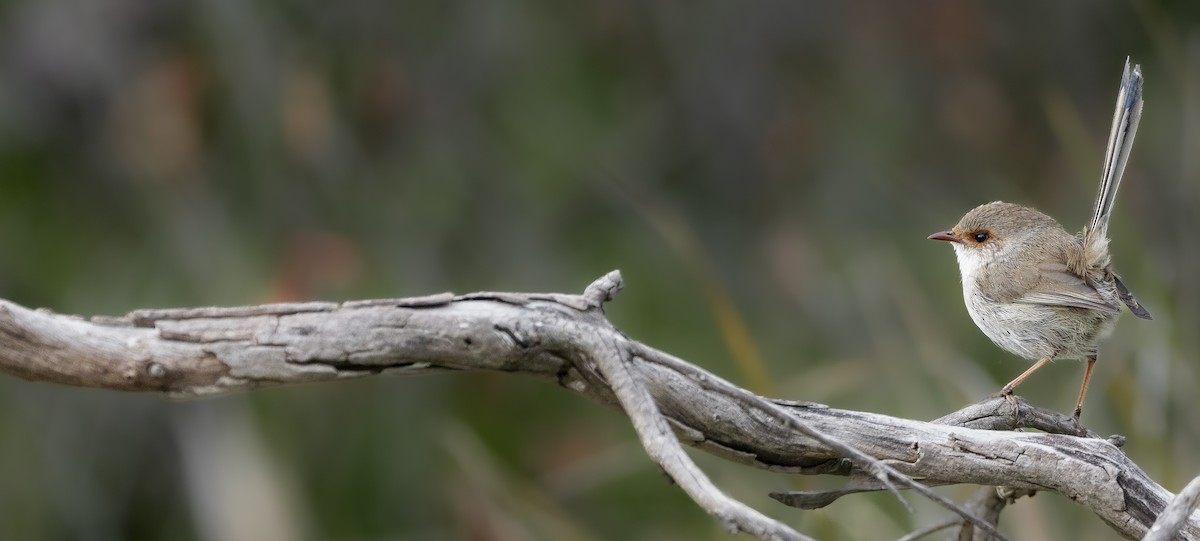 Superb Fairywren - ML621273675