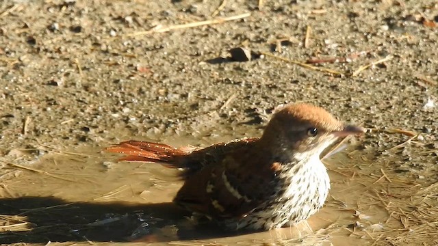 Brown Thrasher - ML621273680