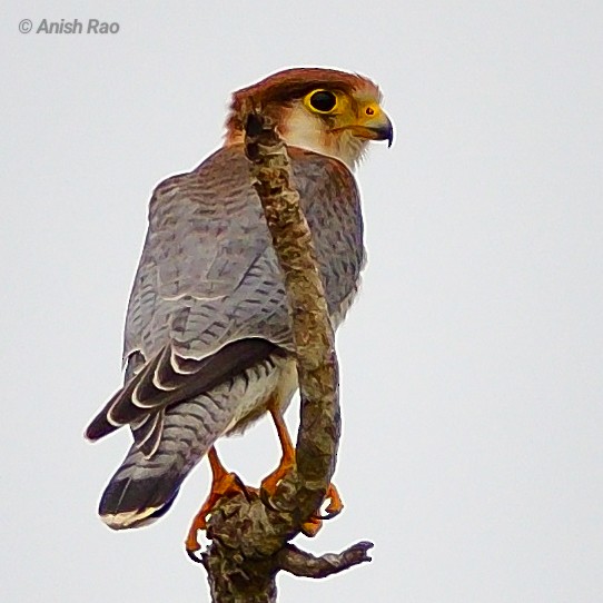 Red-necked Falcon - ML621273681