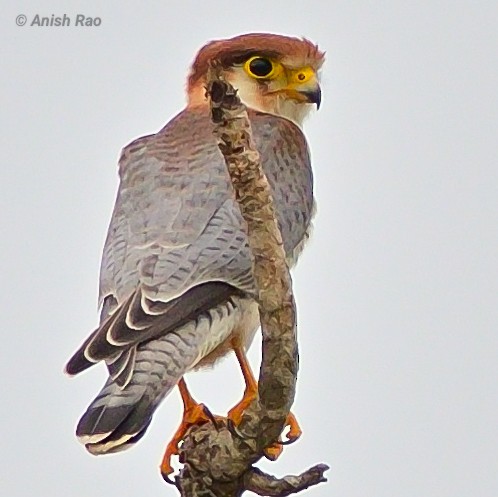 Red-necked Falcon - ML621273682