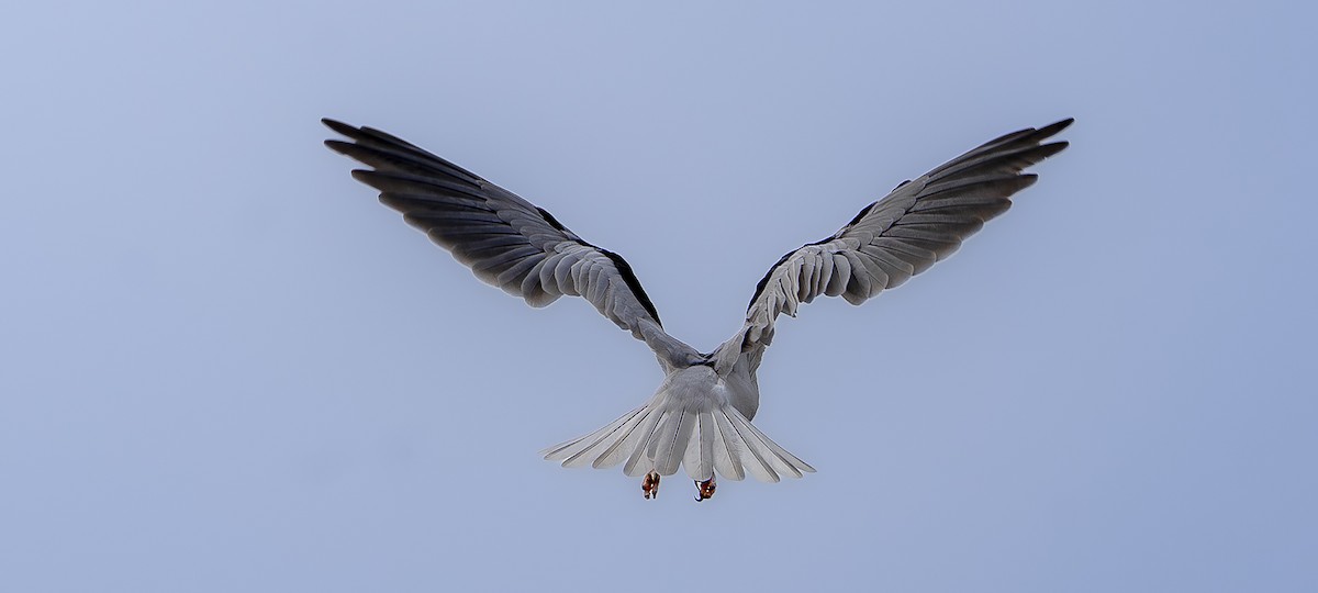 Black-shouldered Kite - ML621273690