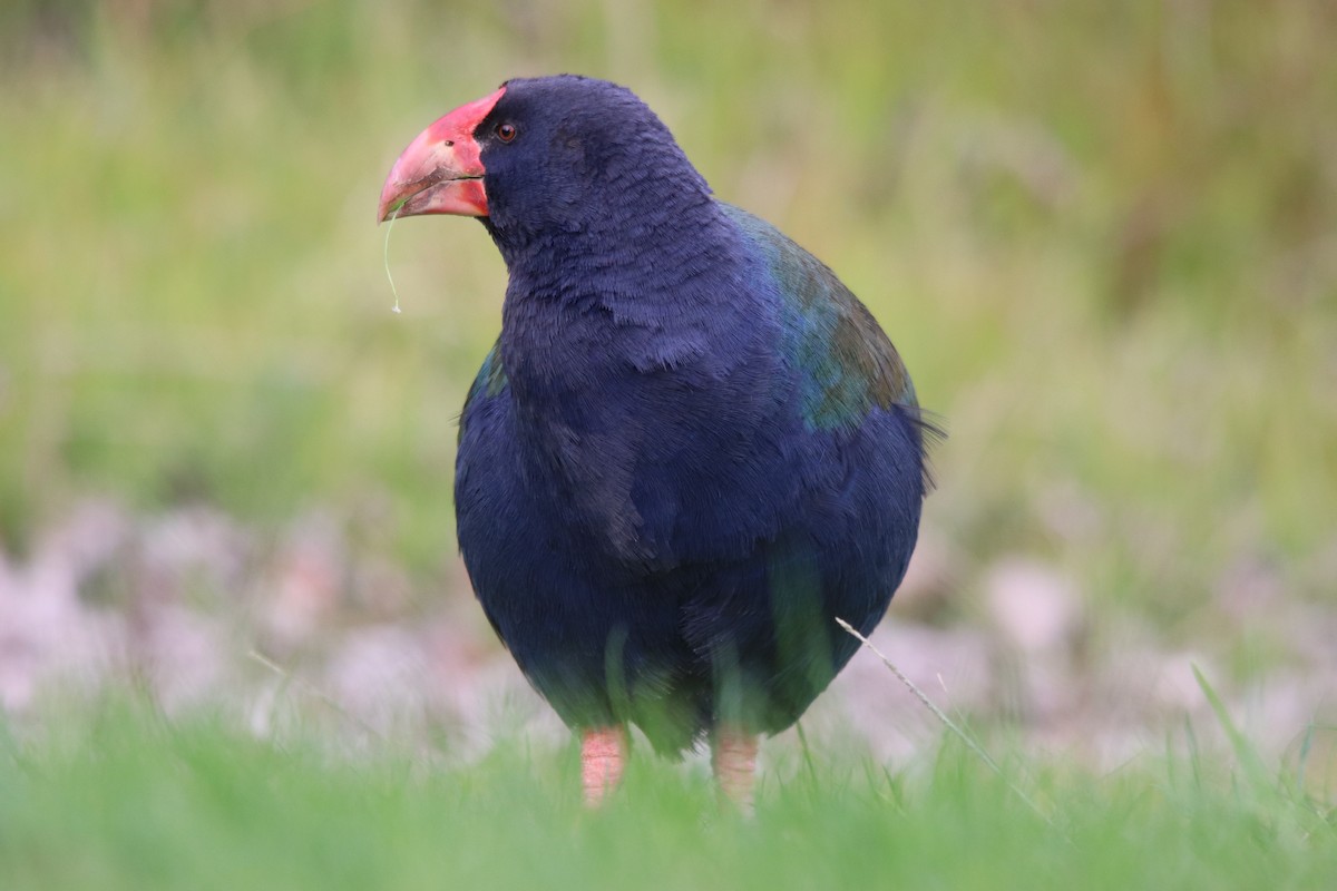 South Island Takahe - Allison Xiong