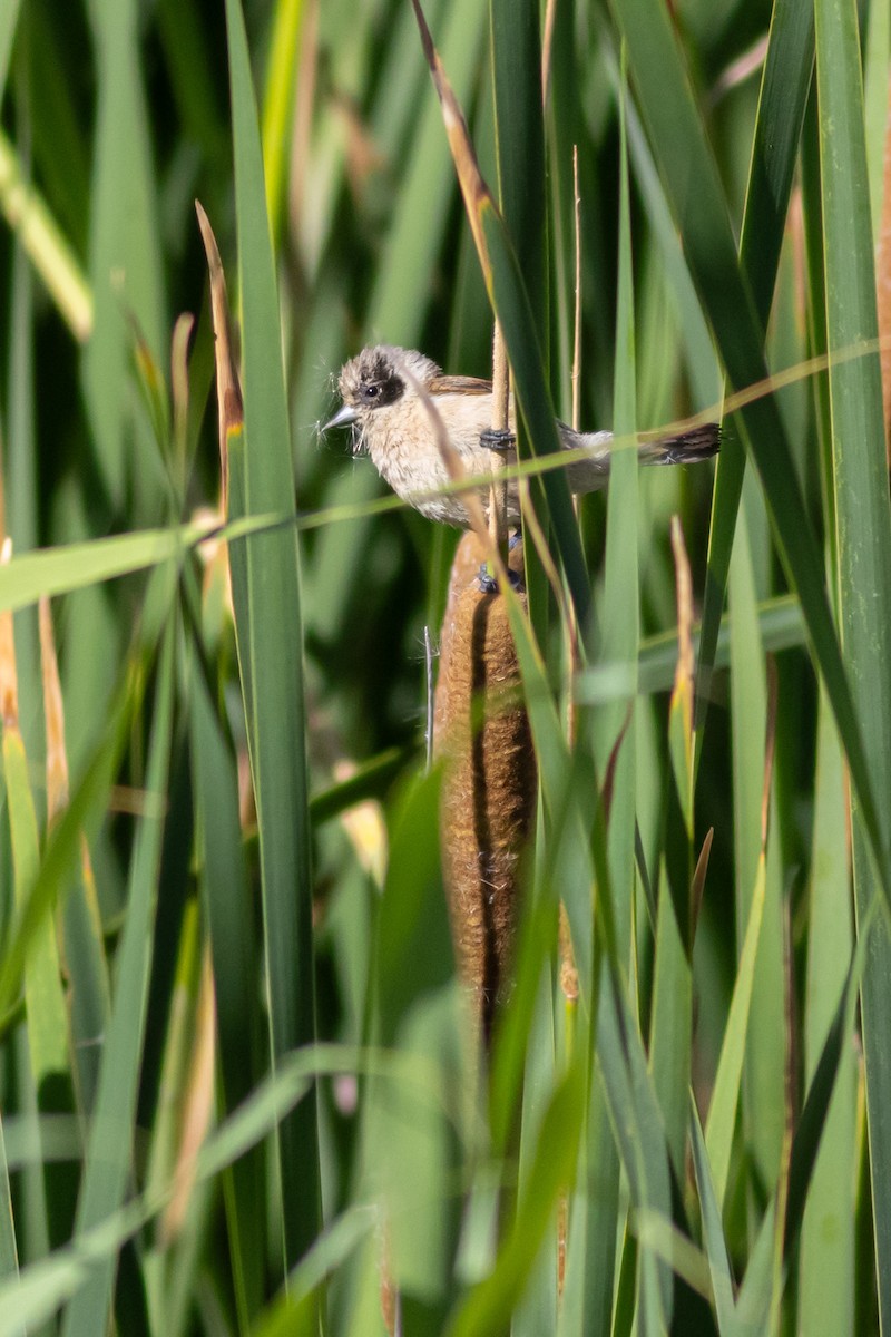 Eurasian Penduline-Tit - Carlos Fernández Díaz