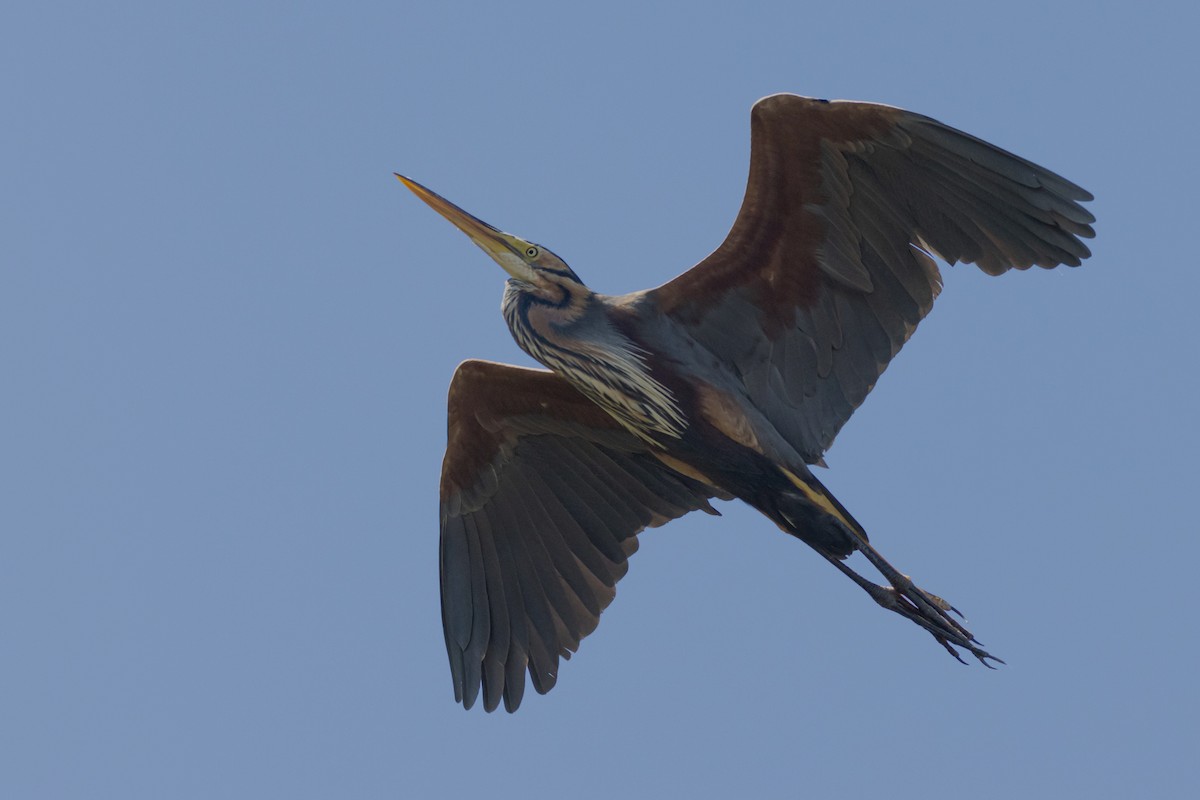 Purple Heron - Carlos Fernández Díaz