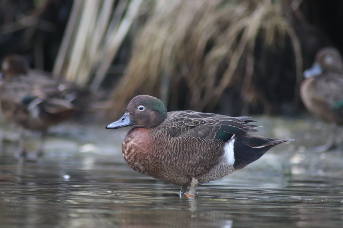 Brown Teal - A Xiong