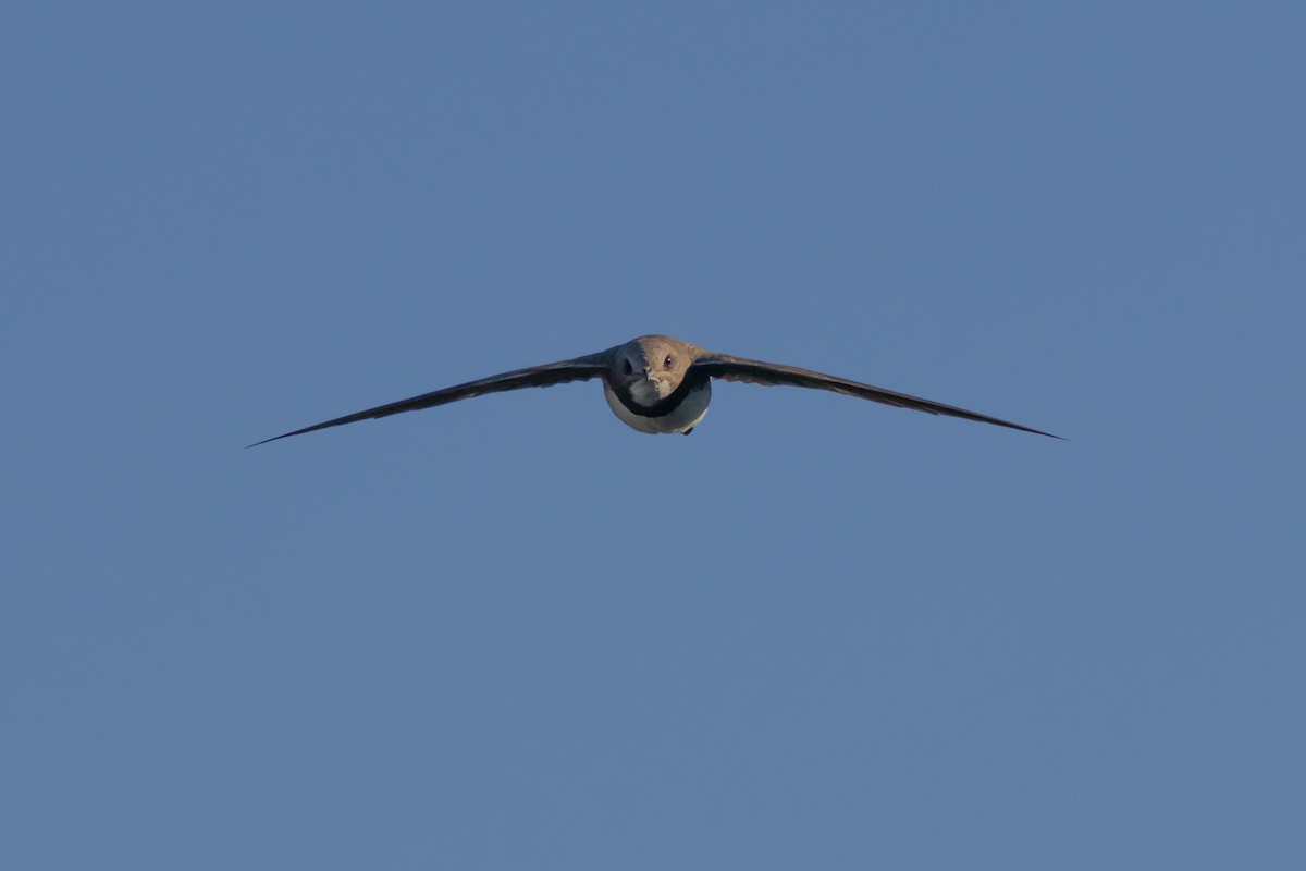 Alpine Swift - Carlos Fernández Díaz