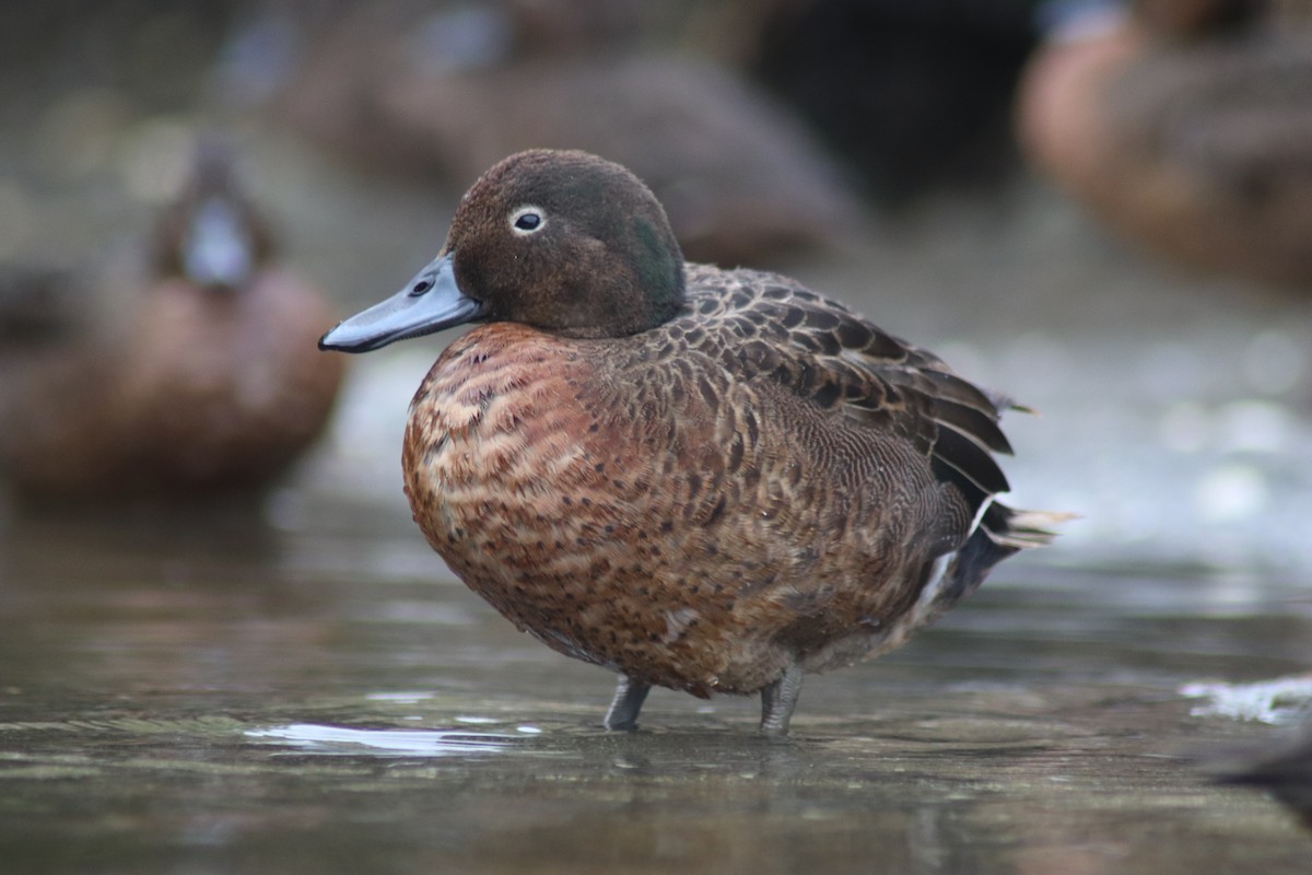 Brown Teal - ML621273781