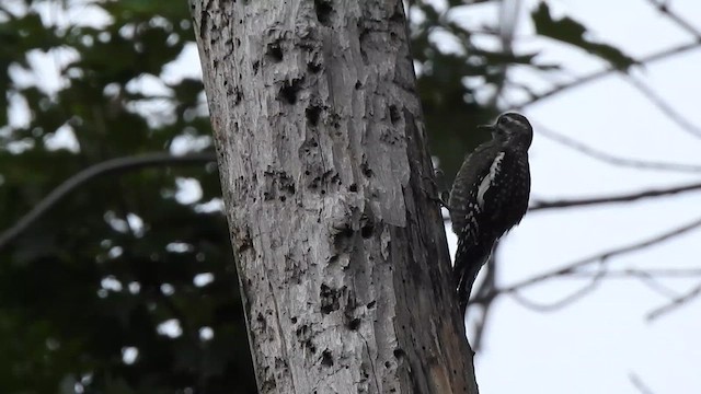 Yellow-bellied Sapsucker - ML621273793