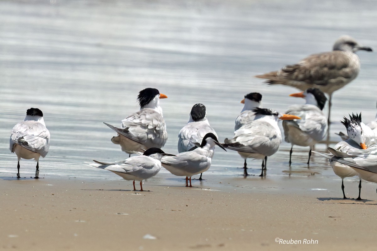 Sterne de Dougall - ML621273930