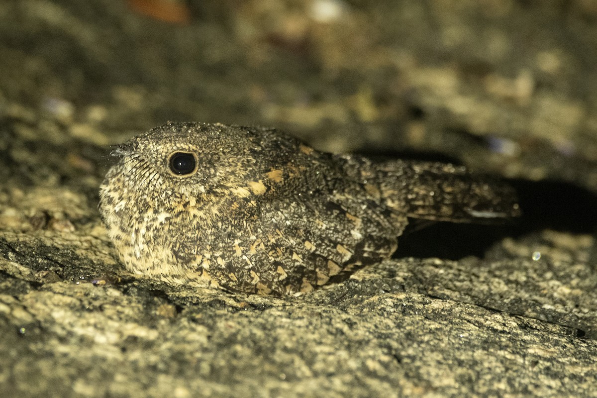 Pygmy Nightjar - ML621274024