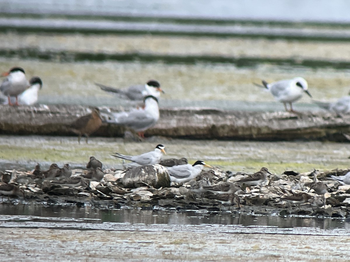 Least Tern - ML621274127