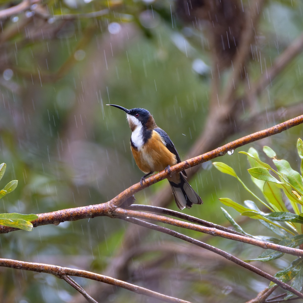 Eastern Spinebill - ML621274456