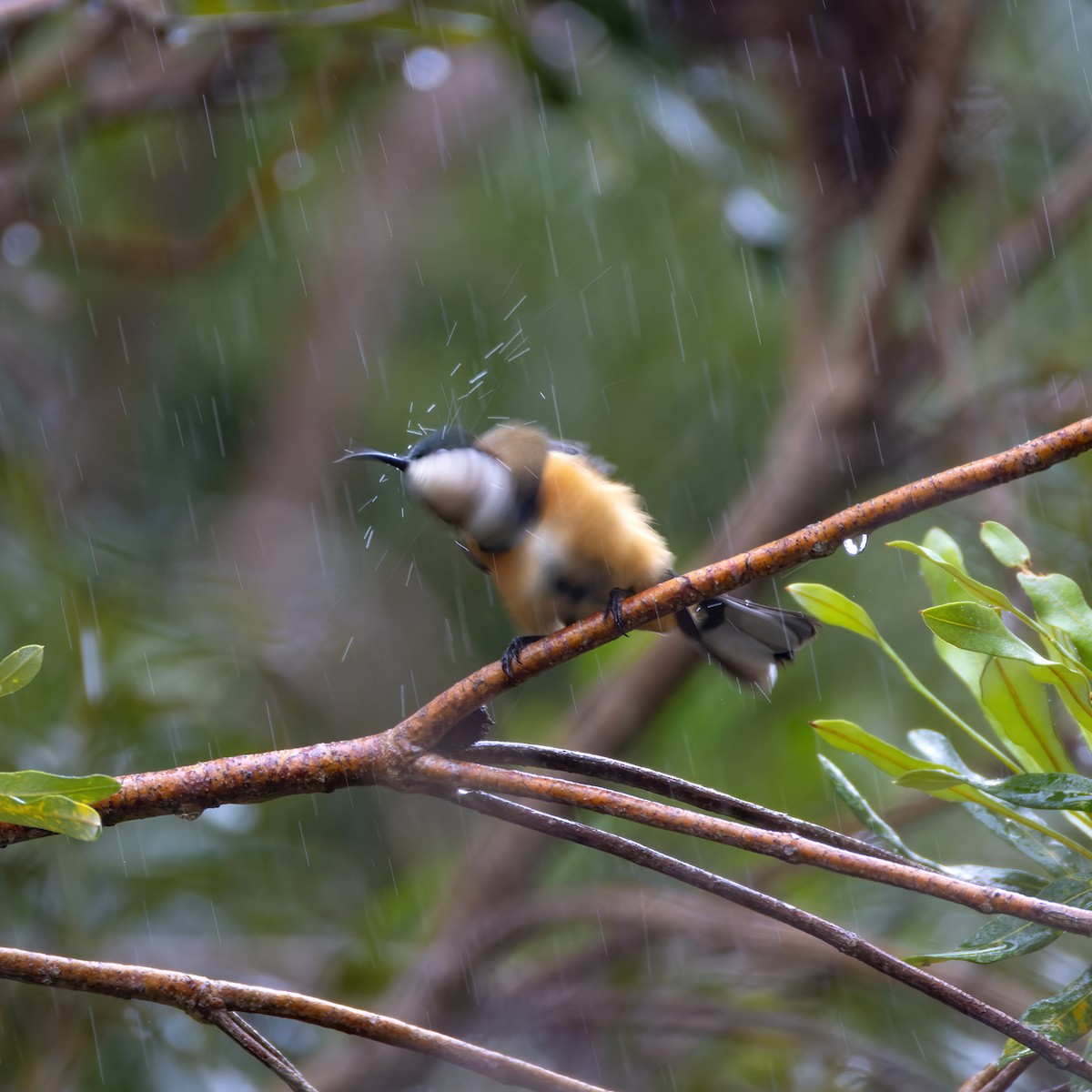 Eastern Spinebill - ML621274464