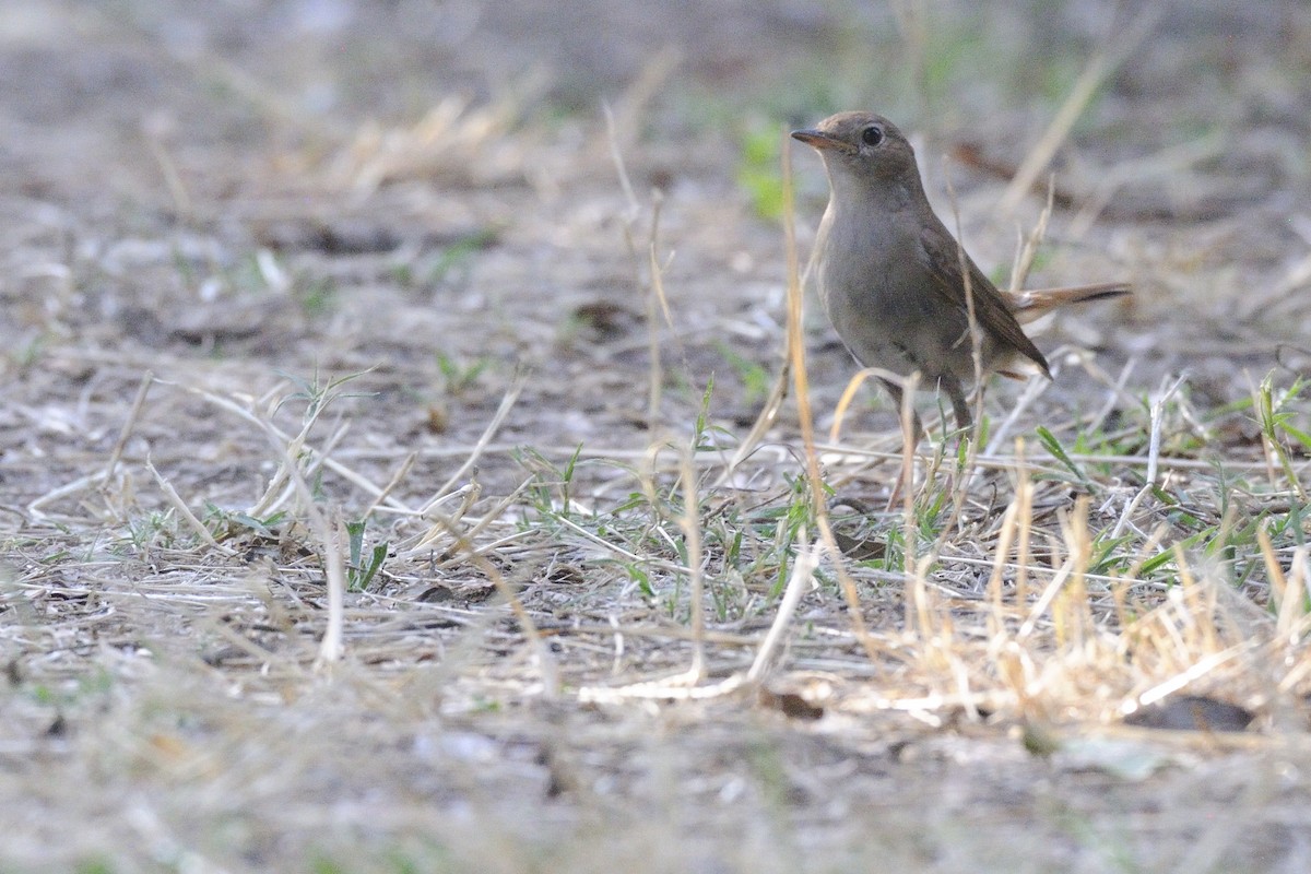 Common Nightingale - ML621274466