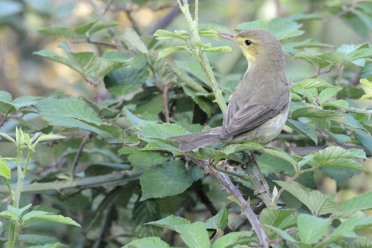 Melodious Warbler - ML621274469