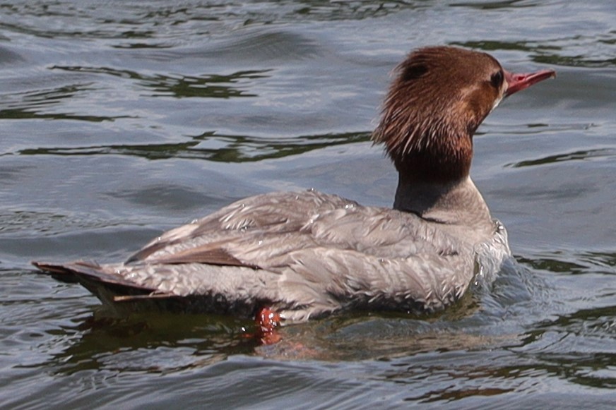 Common Merganser - Gautham Mohan