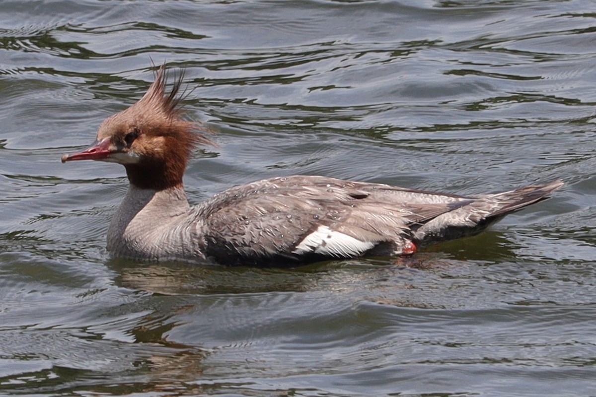 Common Merganser - ML621274471