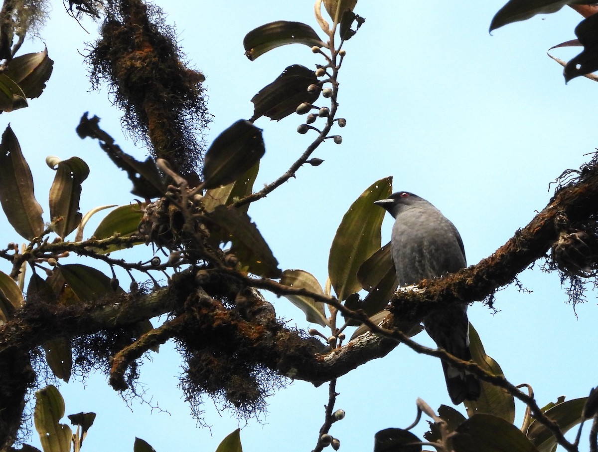 Cotinga Crestirrojo - ML621274479