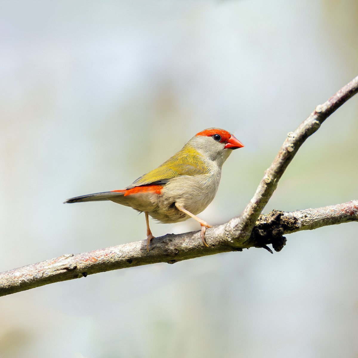 Red-browed Firetail - ML621274480