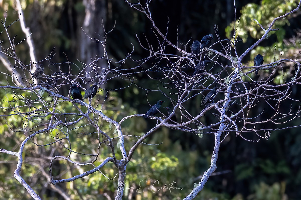 Short-tailed Starling - ML621274516