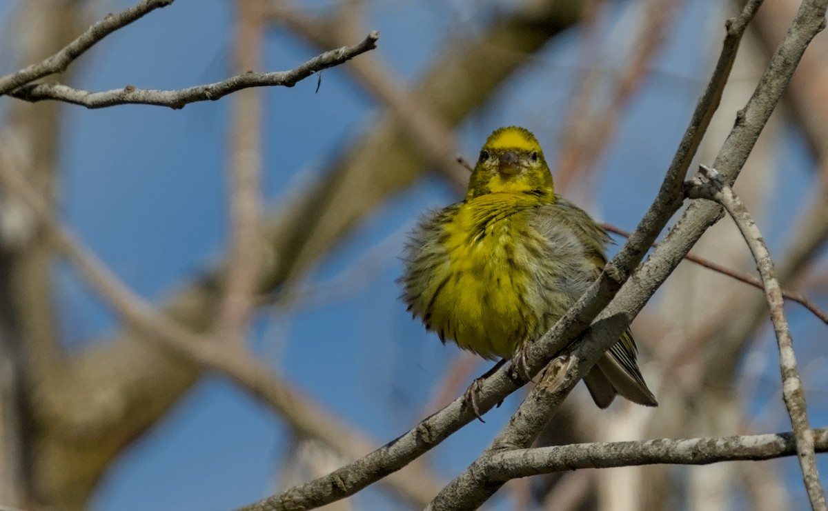 European Serin - Anonymous