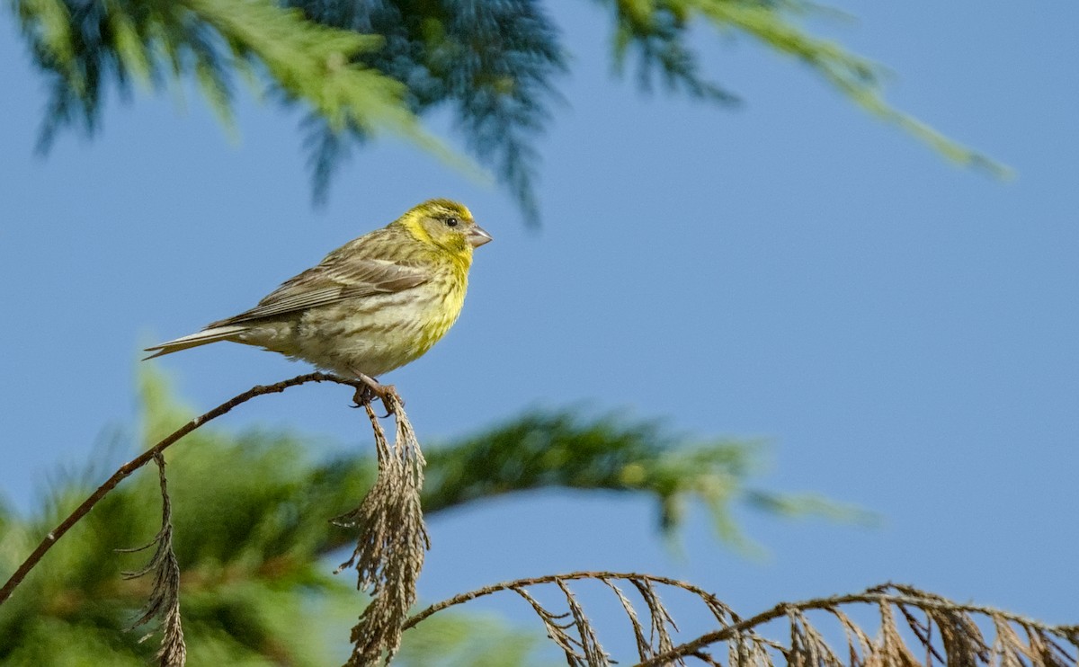 European Serin - ML621274527