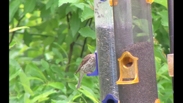 Purple Finch - ML621274539