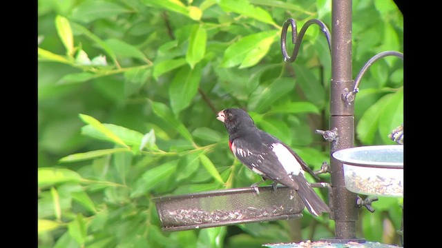 Rose-breasted Grosbeak - ML621274573