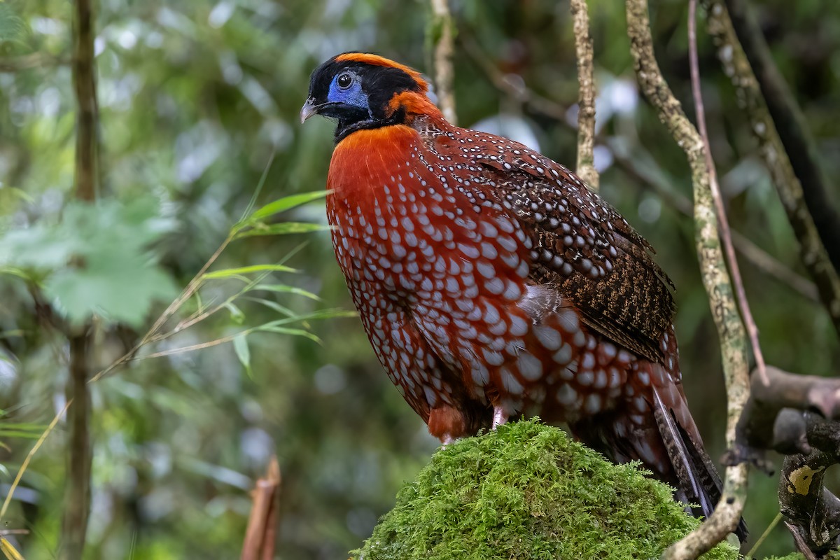 Temminck's Tragopan - ML621274684