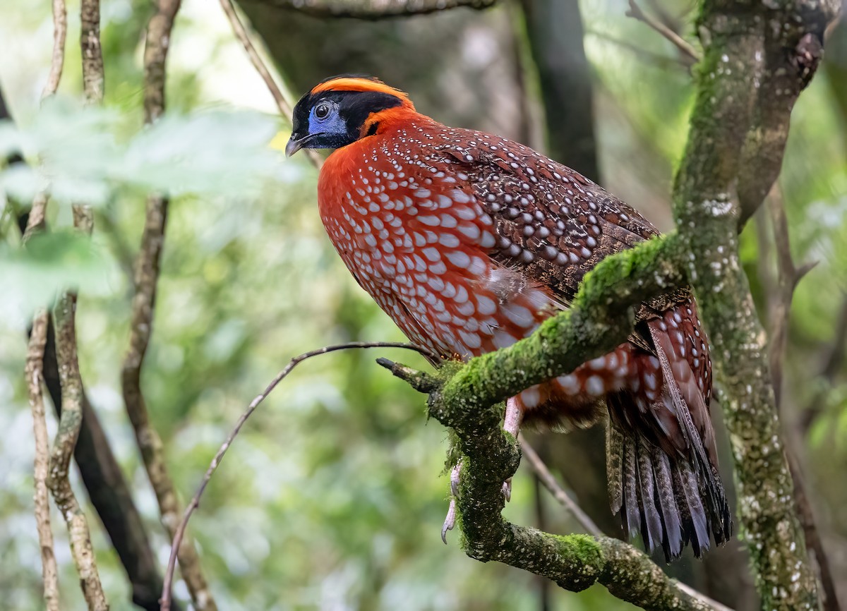 Temminck's Tragopan - Daniel Danckwerts (Rockjumper Birding Tours)