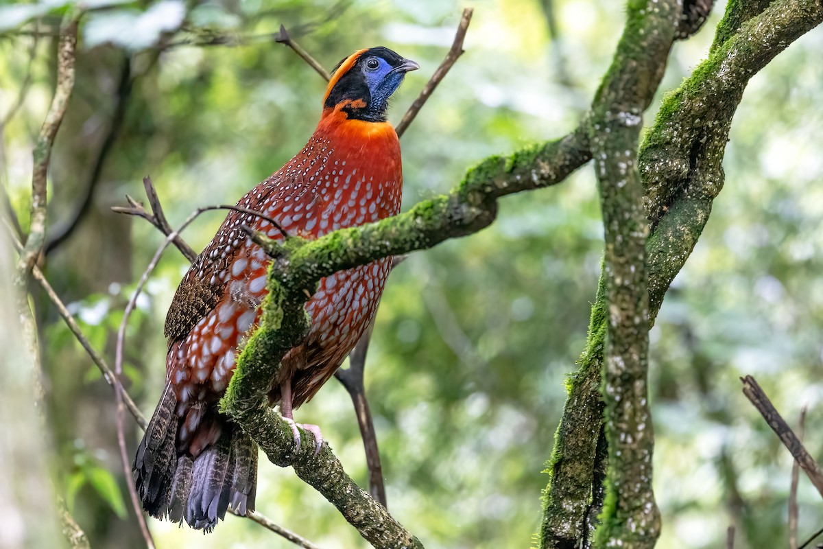 Temminck's Tragopan - ML621274687