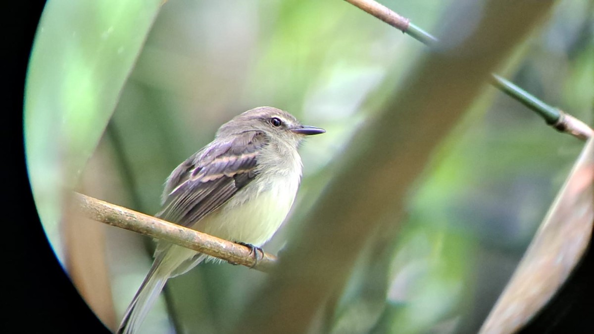 Fuscous Flycatcher - ML621274916