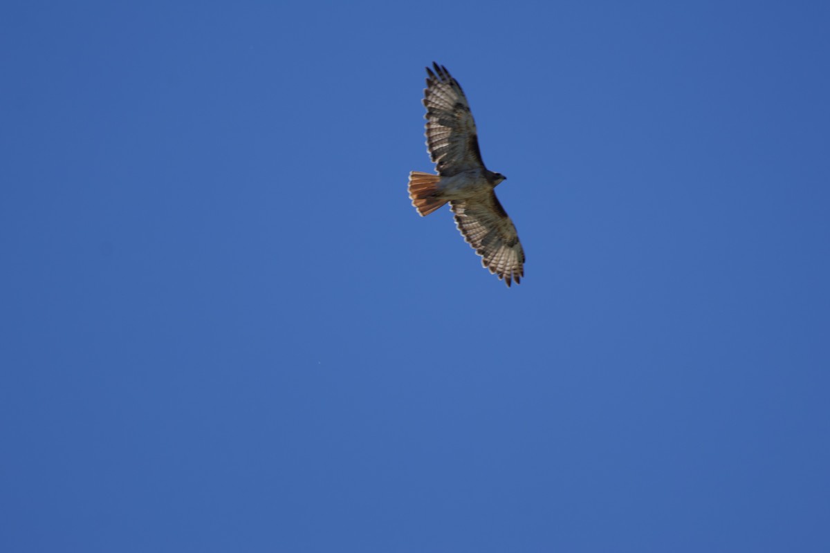 Red-tailed Hawk - ML621274933